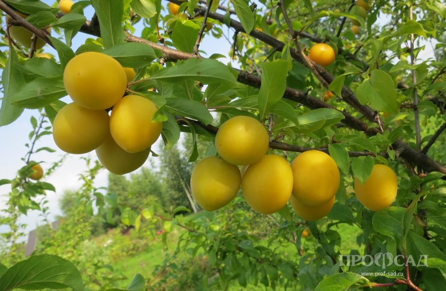 Алыча злато скифов