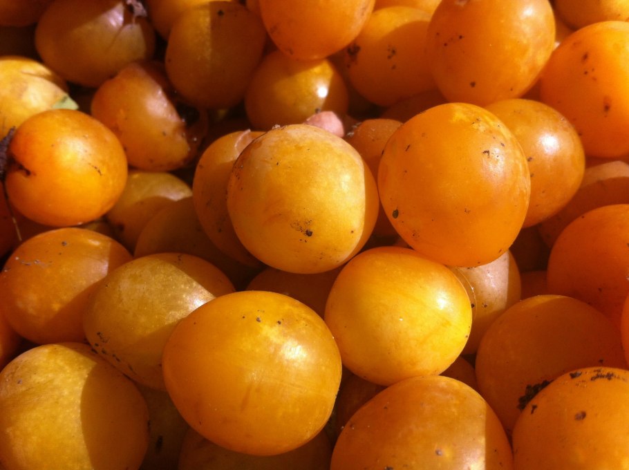 Слива желтая