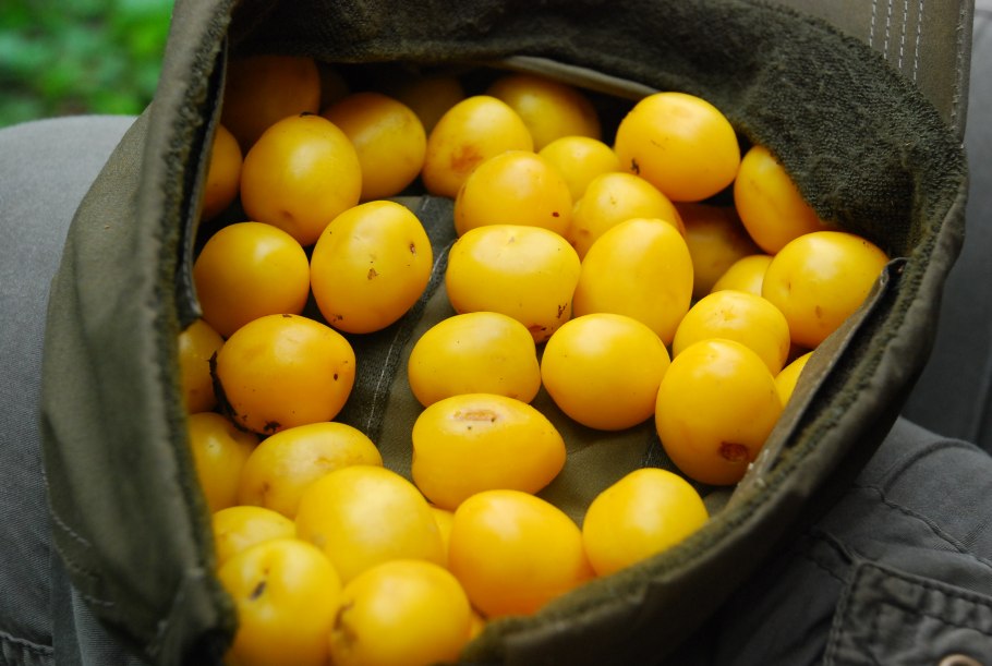 Сладкая слива