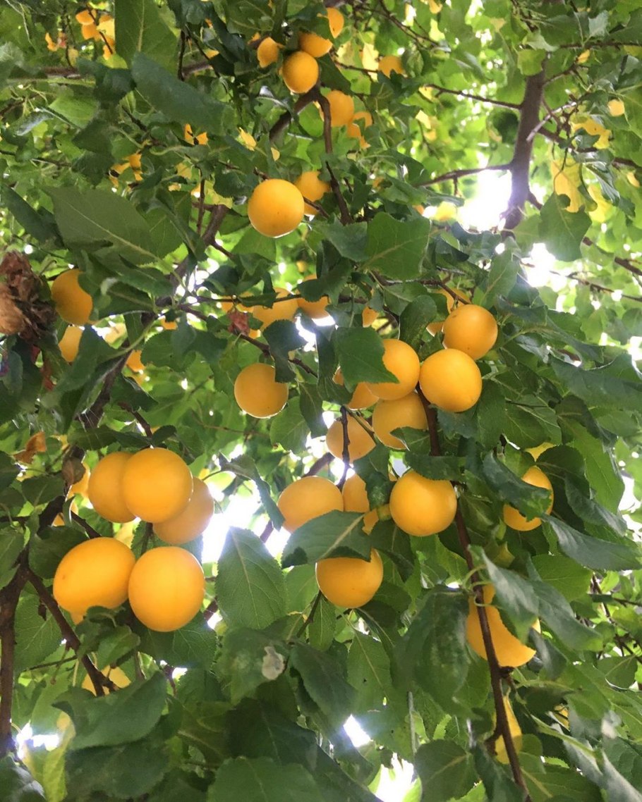 Алыча Анжелика