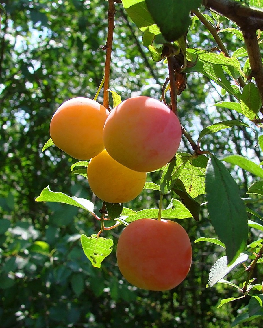 Алыча злато скифов