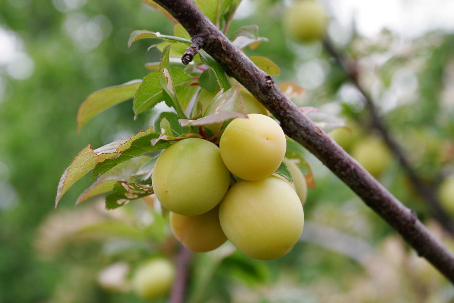 Алыча турецкая