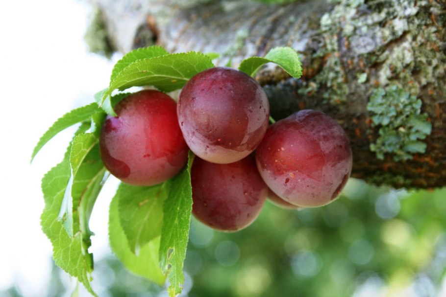 Алыча вишневидная