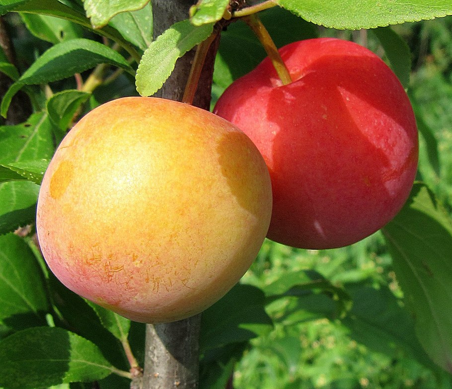 Алыча Эрли Голд