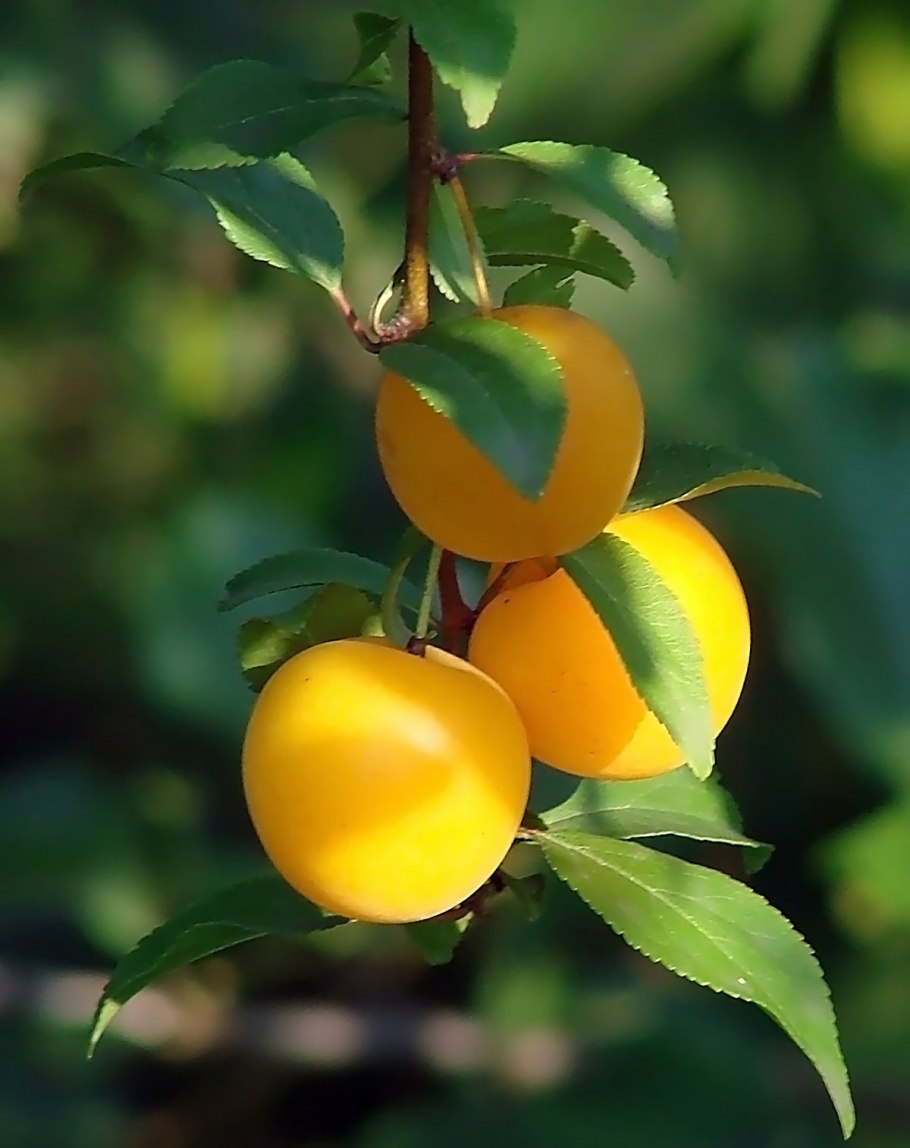 Алыча Голден Плумза