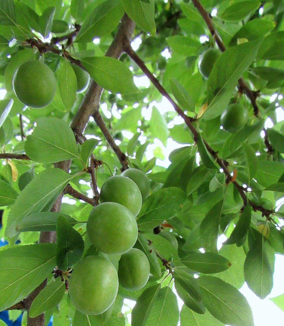 Алыча ягода