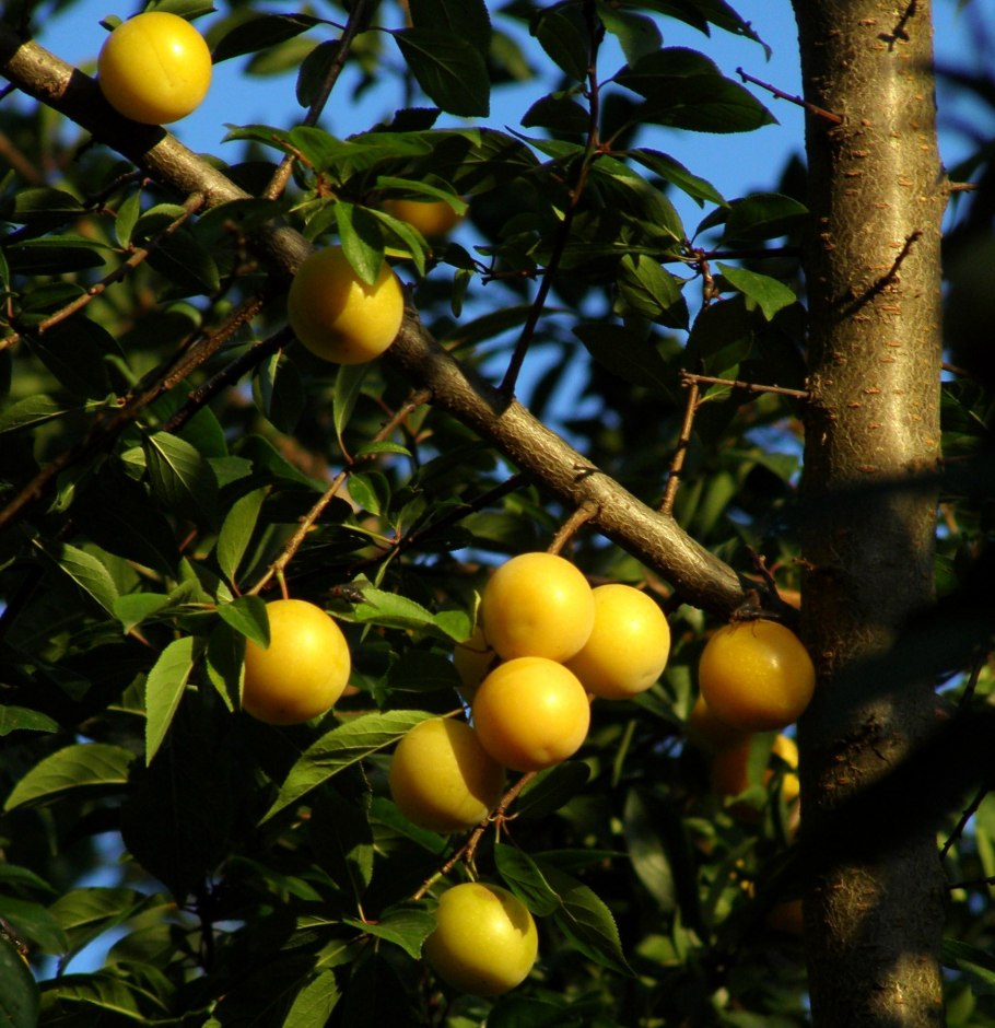 Алыча Эрли Голд