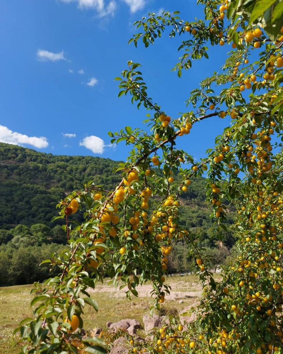 Алыча обыкновенная