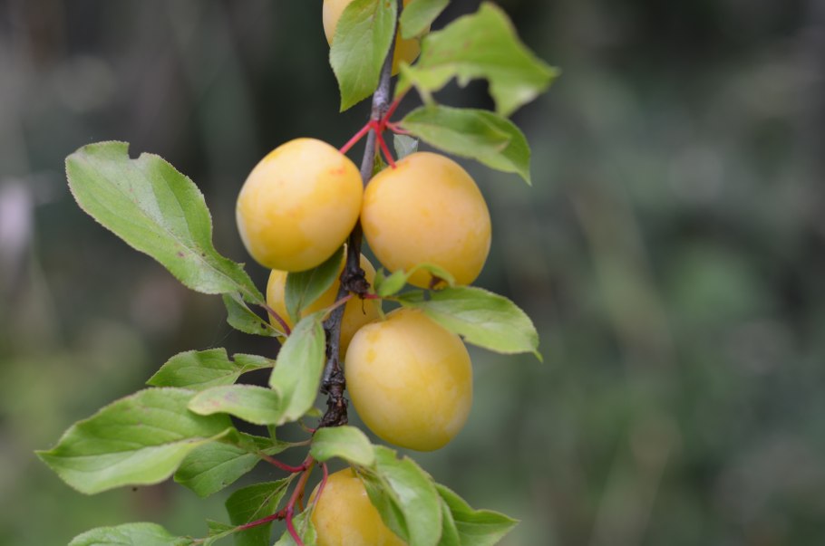 Алыча кустарник