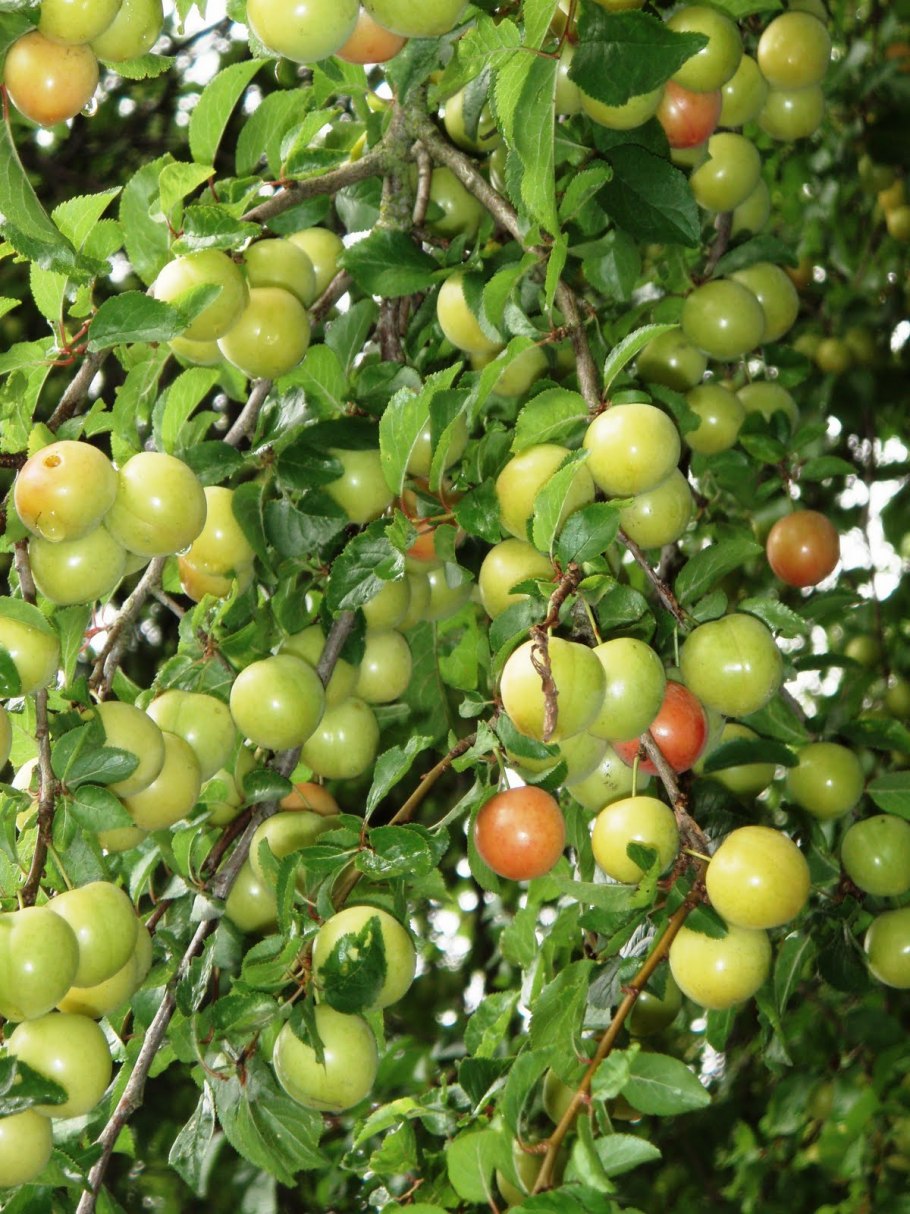 Алыча кустарниковая