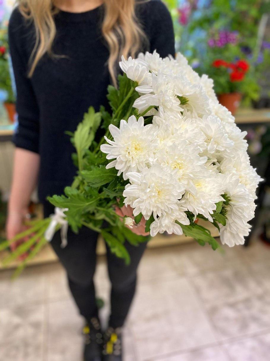 Хризантема кустовая аббей