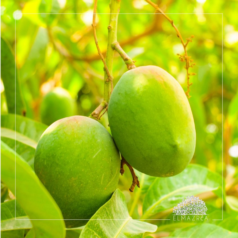 Гуава фрукт Египет