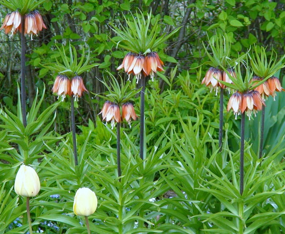 Рябчик шахматный Fritillaria meleagris