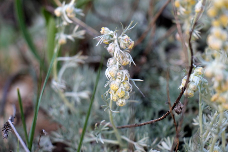 Полынь Кавказская