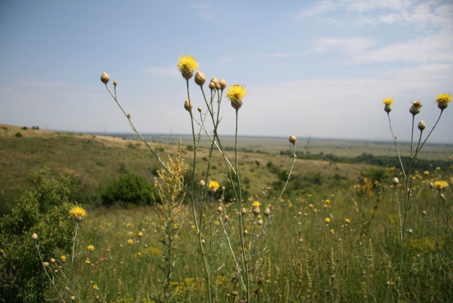 Растения Донской степи