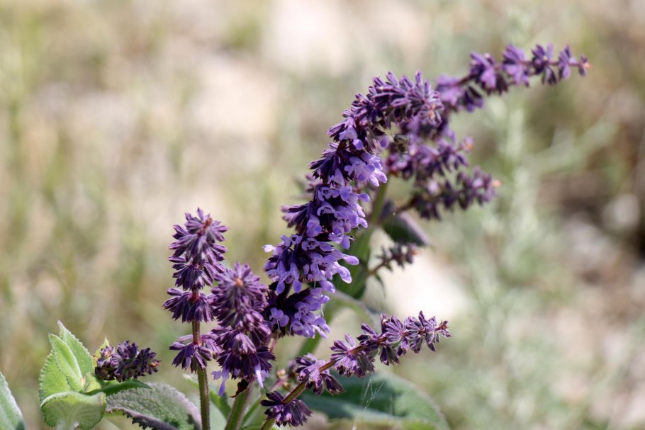 Шалфей кольчатый