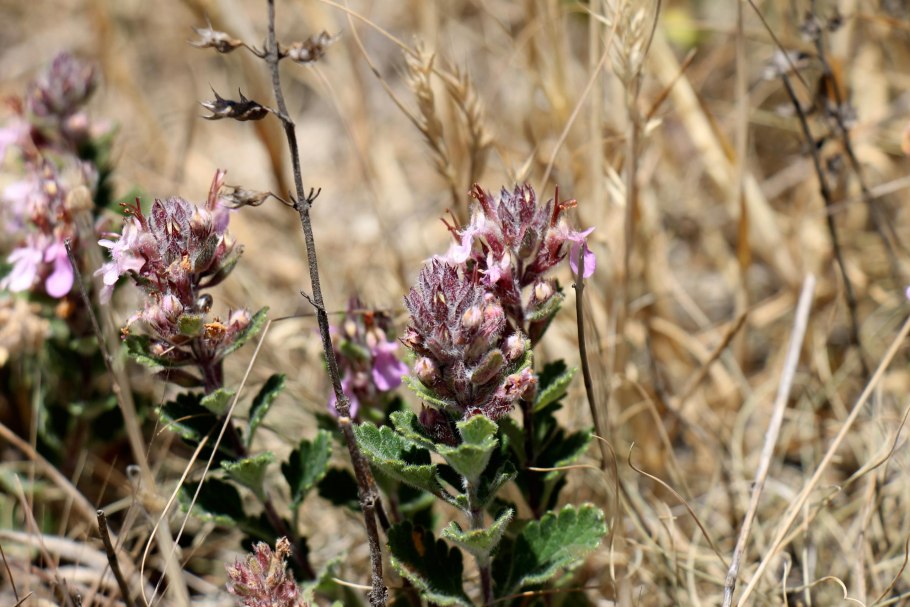 Крымская Степная мята