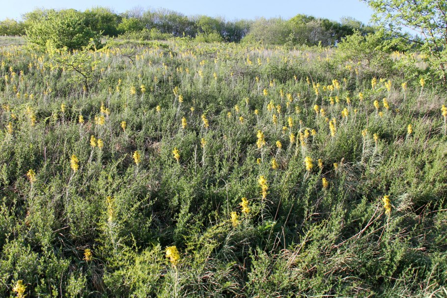 Оренбургская трава