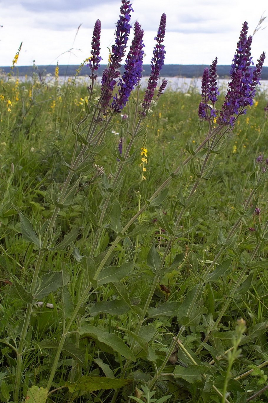 Оренбургский Степной шалфей