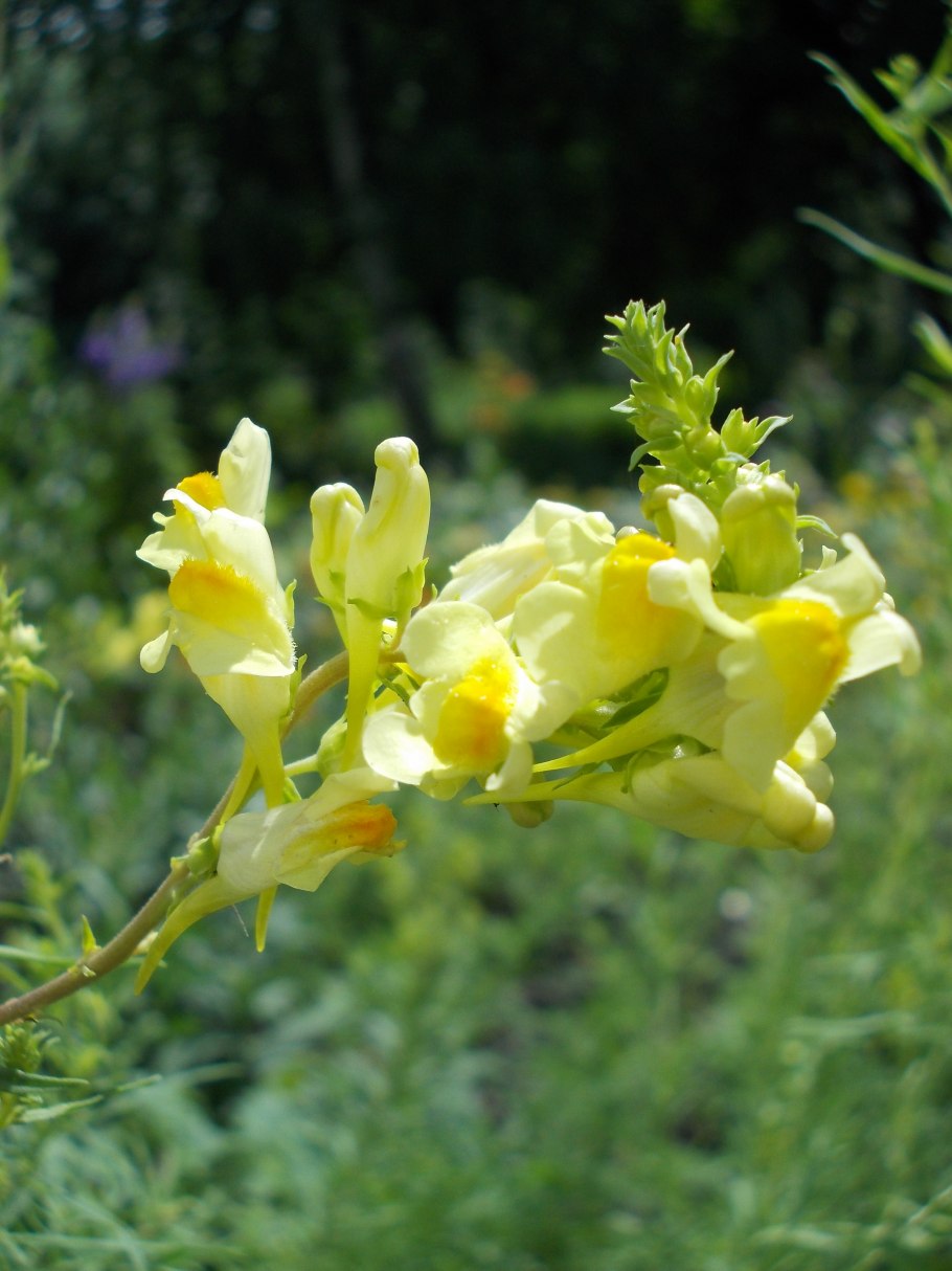 Ядовитые растения Оренбургской