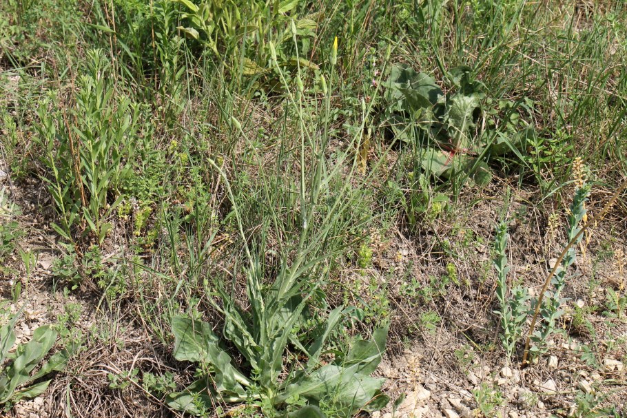 Травы Ростовской области названия