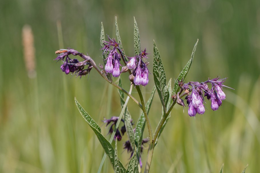Редкие лекарственные растения