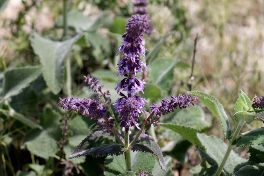 Шалфей полевой Луговой