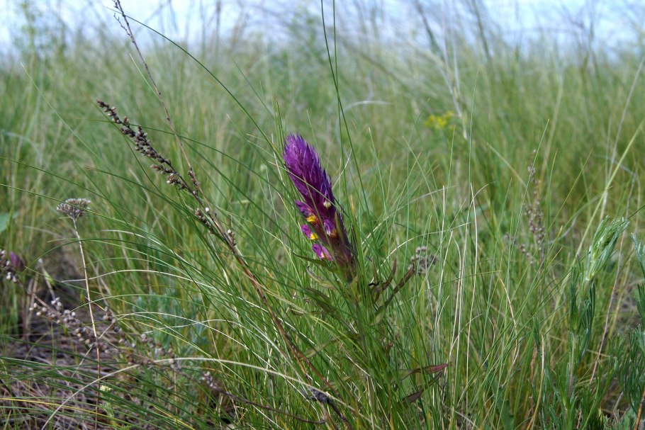 Астрагал пустырник