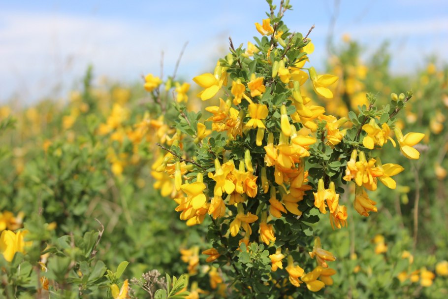 Реферат лекарственные растения морей