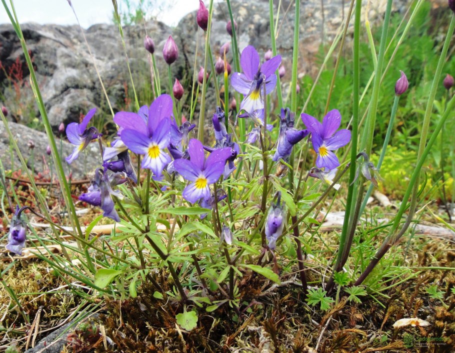 Растения Ленинградской области