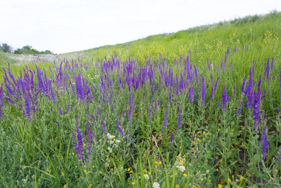 Ковыль в Оренбургской области
