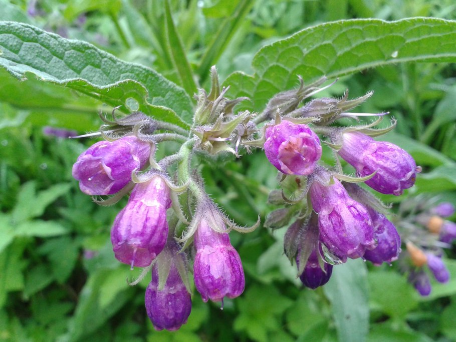 Растения степи шалфей Степной