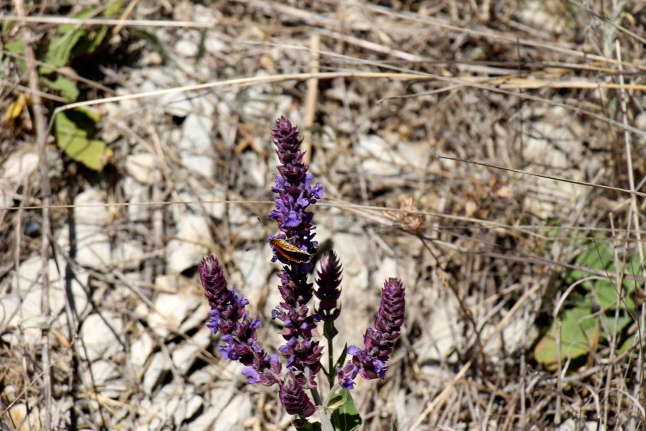 ГФ шалфей остепененный