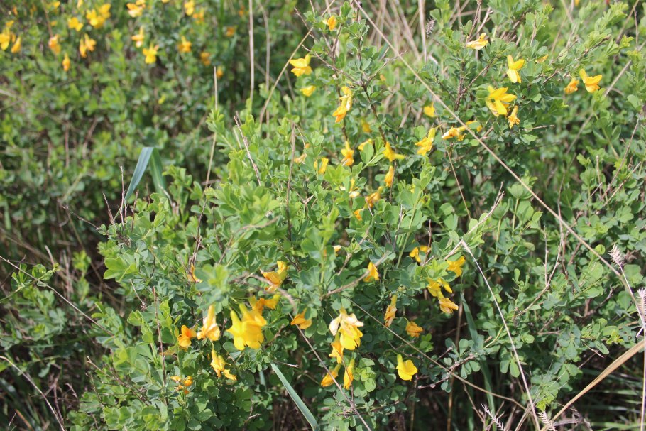 Травы Оренбургской области названия