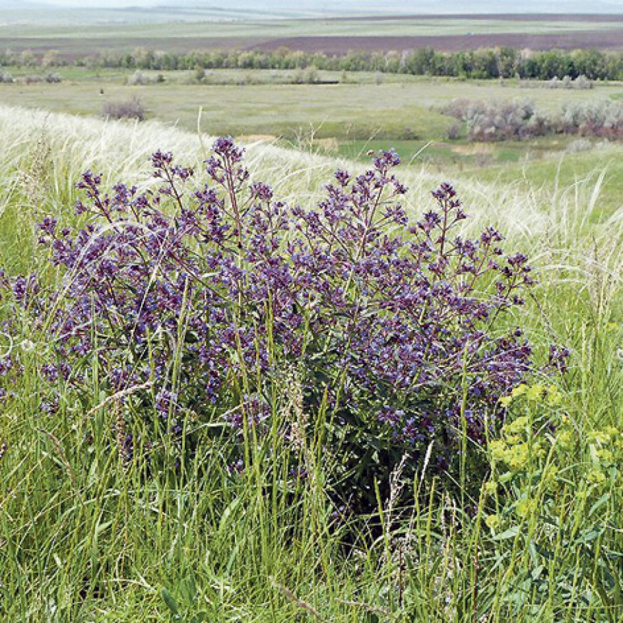 Троицкая степь Заповедная зона Карасукского района
