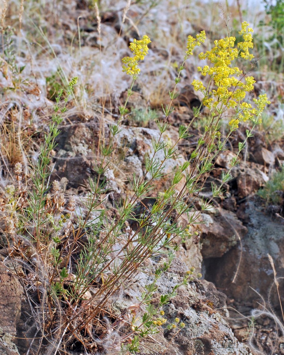 Луговые лекарственные травы
