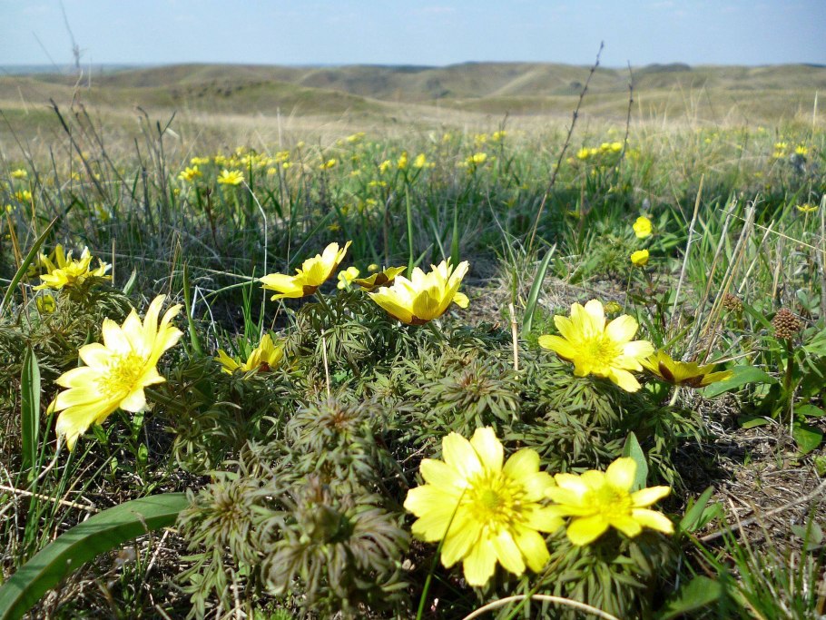 Растение расторопша Степная