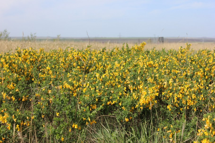 Дикие травы Ростовской области