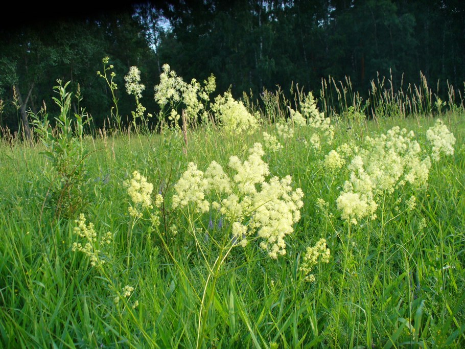 Василистник на лугу