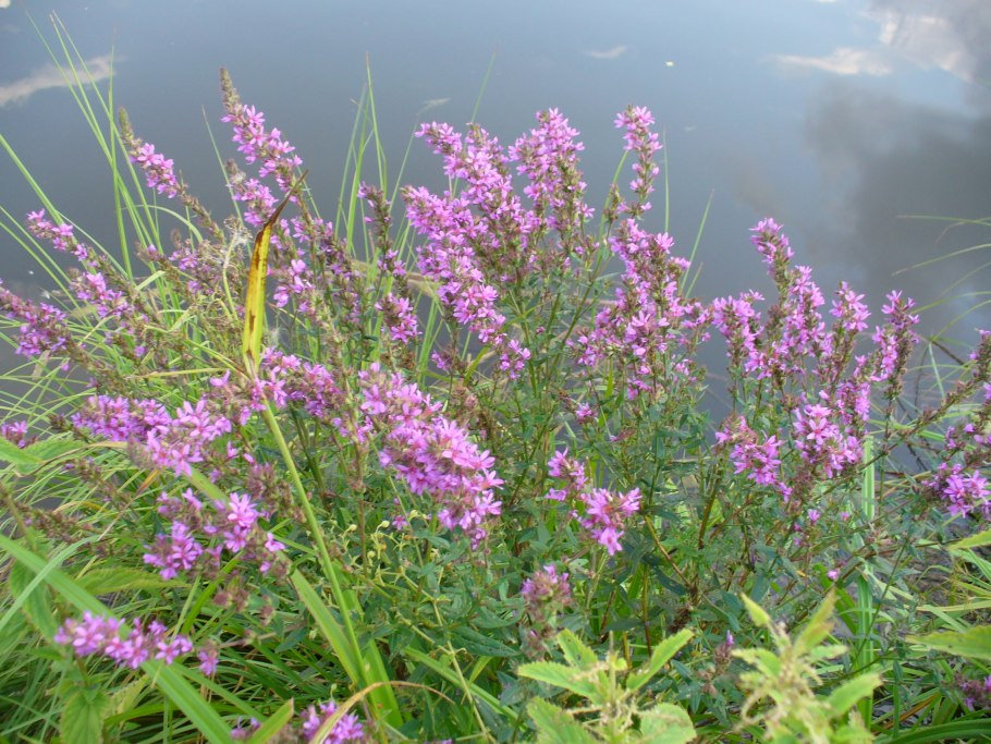 Чистец Лесной