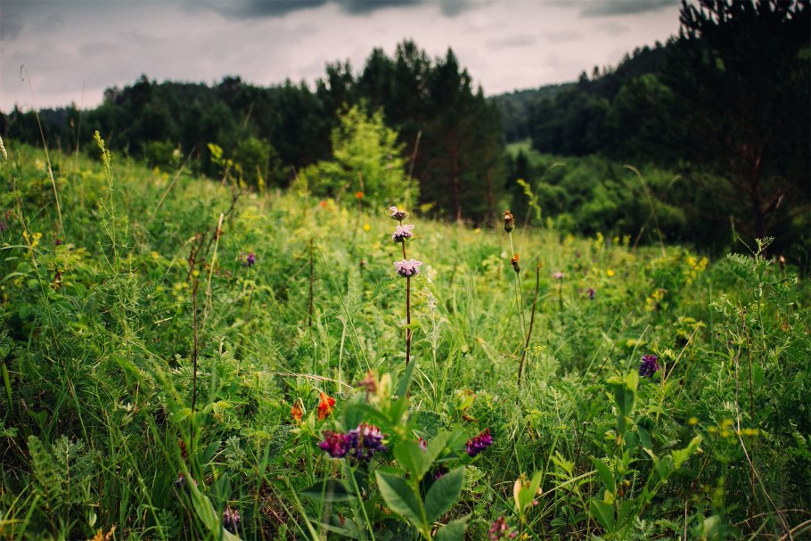 Разнотравье Сибири