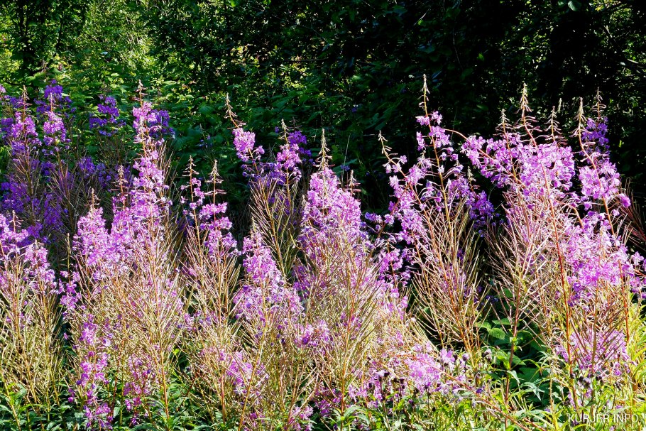 Иван чай с вереском
