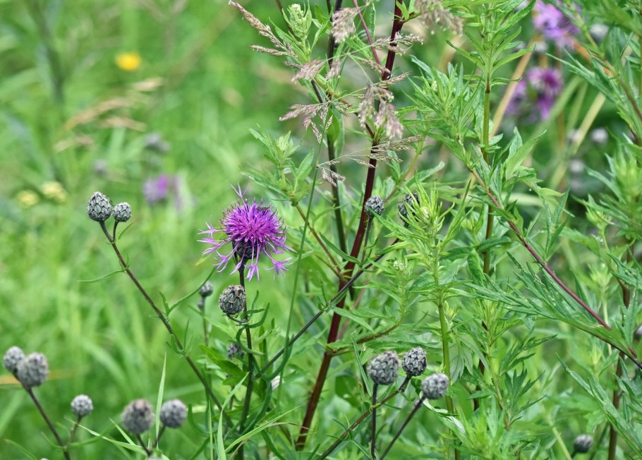 Луговые растения Московской области