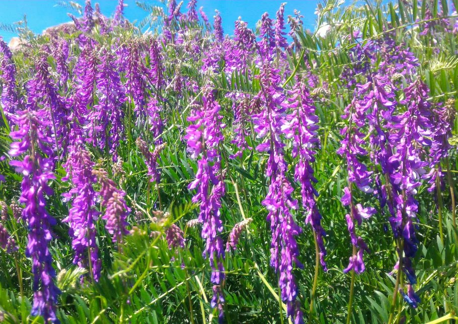 Семейство Дербенниковые