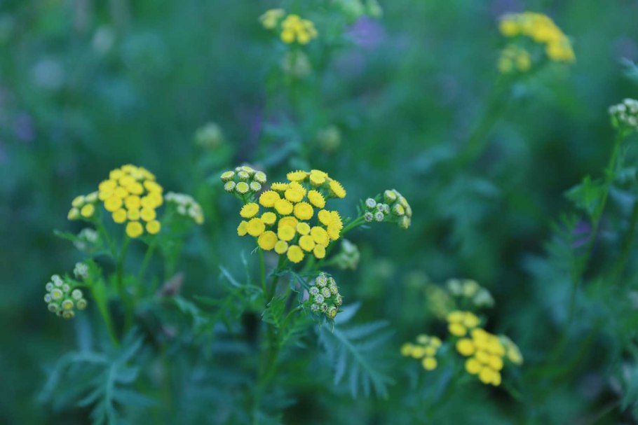 Медуница растение