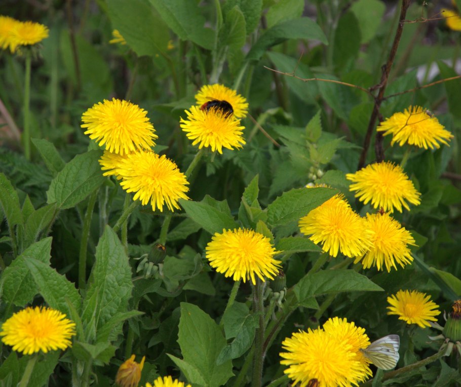 Tanacetum пижма