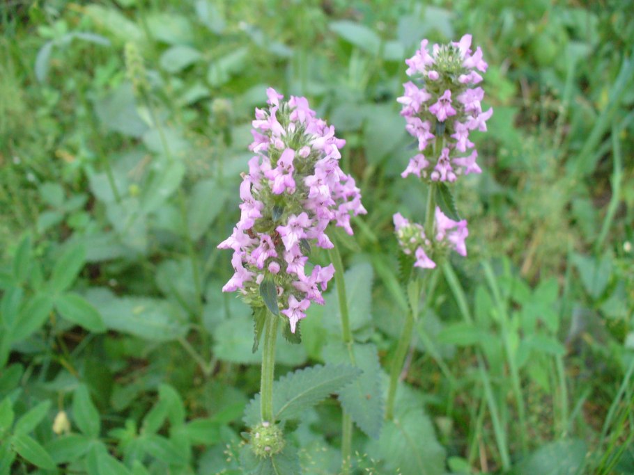 Губоцветные травы Подмосковья
