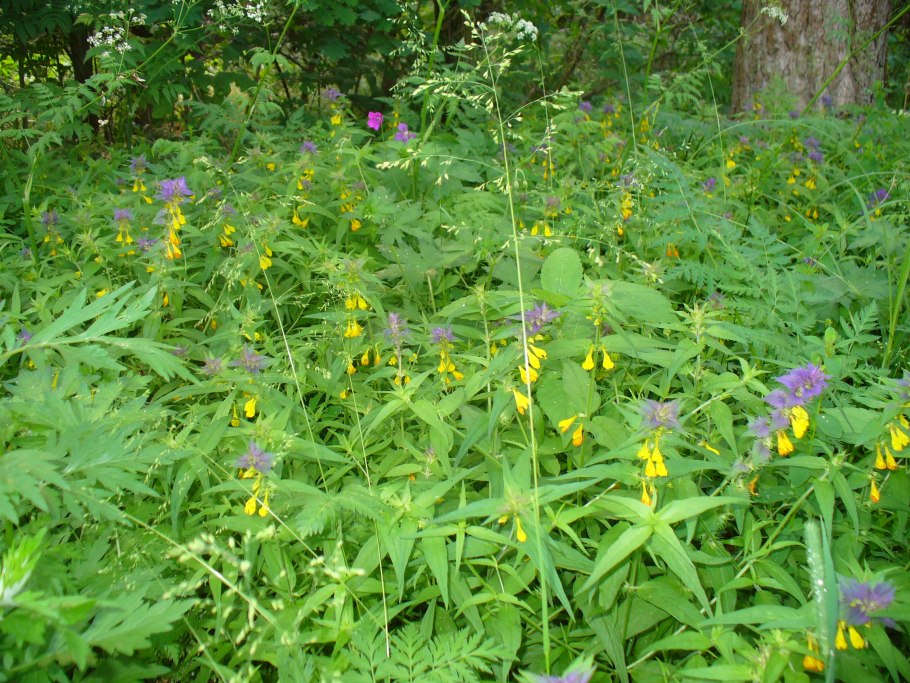 Растения Кислица Иван да Марья