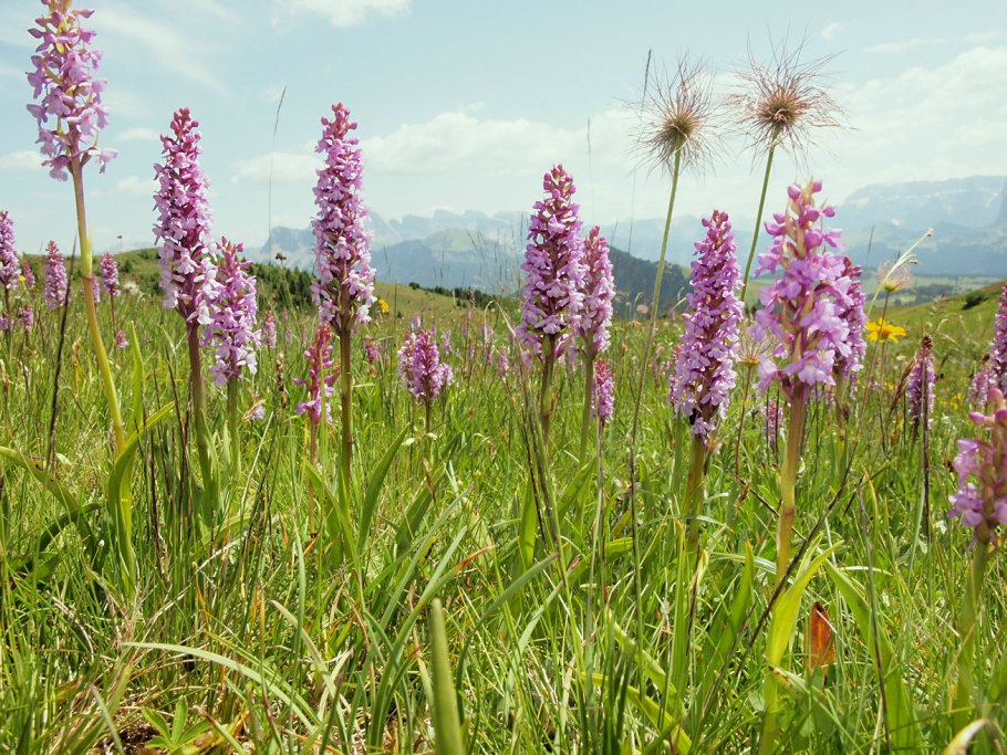 Шалфей дикий Луговой