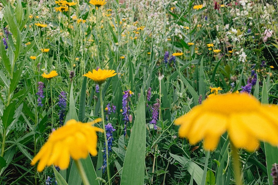 Полевые цветы Подмосковья